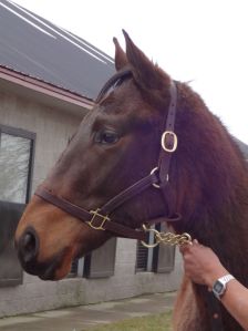 Peppers Pride's yearling