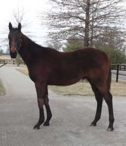 Peppers Pride's yearling 