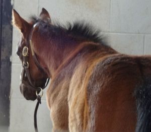 Wait a While's 2014 foal