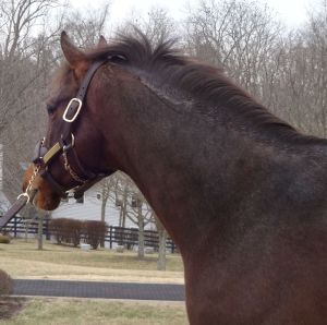 Oxbow, a very muscular horse and he looked quite filled out for a four-year-old