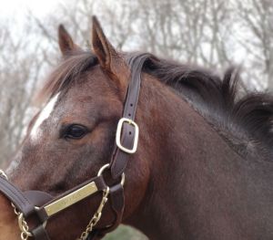 Preakness winner Oxbow