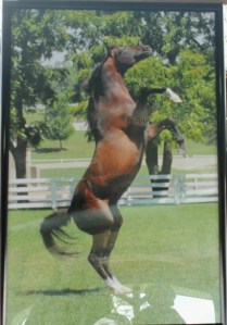 Another photo of his days at the Park. He was magnificent.