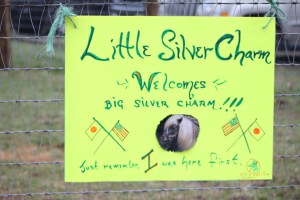 The sign on Little Silver Charm's pasture