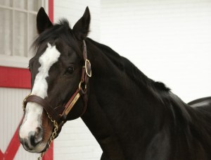 The stunning Red Rocks