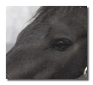 Game On Dude; it was a bit challenging to get a clear photo of him in the rain but I think this captured his kind eye.