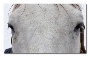 Yankee Fortune; his kind eyes drew me in, and back for another moment with him before leaving.