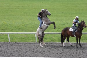 This is the Tapit colt Creator, who was one of several pointed out to us as being especially promising of the two-year-olds we saw that morning.  He did settle down and work well, but first he had a little bit of settling to do.