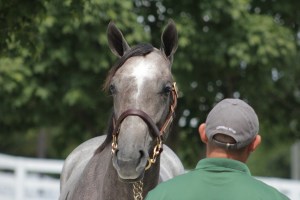 Creative Cause filly