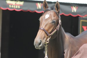 Distorted Humor colt out of Love Theway Youare, her first foal