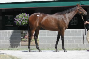 hip 392, by Awesome Again out of Le Marais