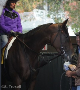 Beholder in one of the saddling stalls