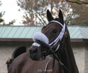 imageedit_65_2585531324