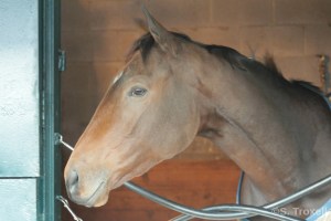 imageedit_93_2945328325