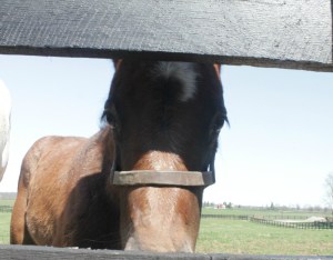 Joyful Victory's 2016 filly