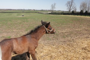 Joyful Victory's Medalgia d'Oro filly