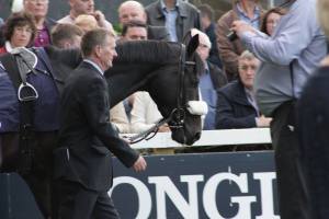 The incredible-looking Harzand in the paddock at Leopardstown prior to the Irish Champions Stakes