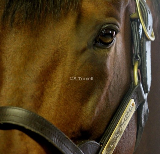 imageedit_1_8708941008