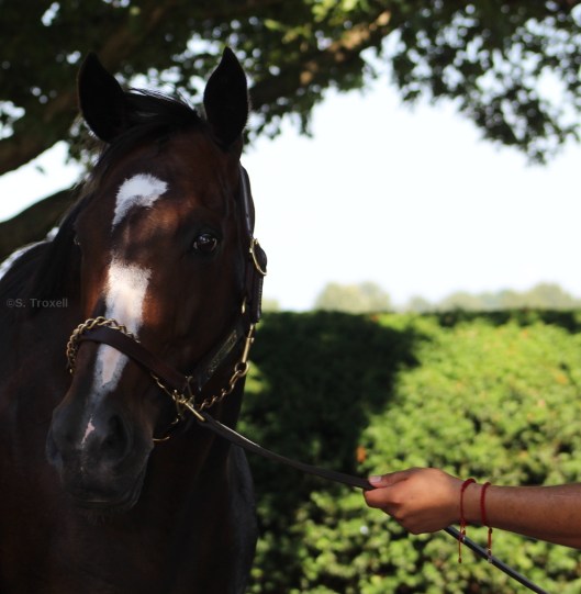 imageedit_5_5350648298